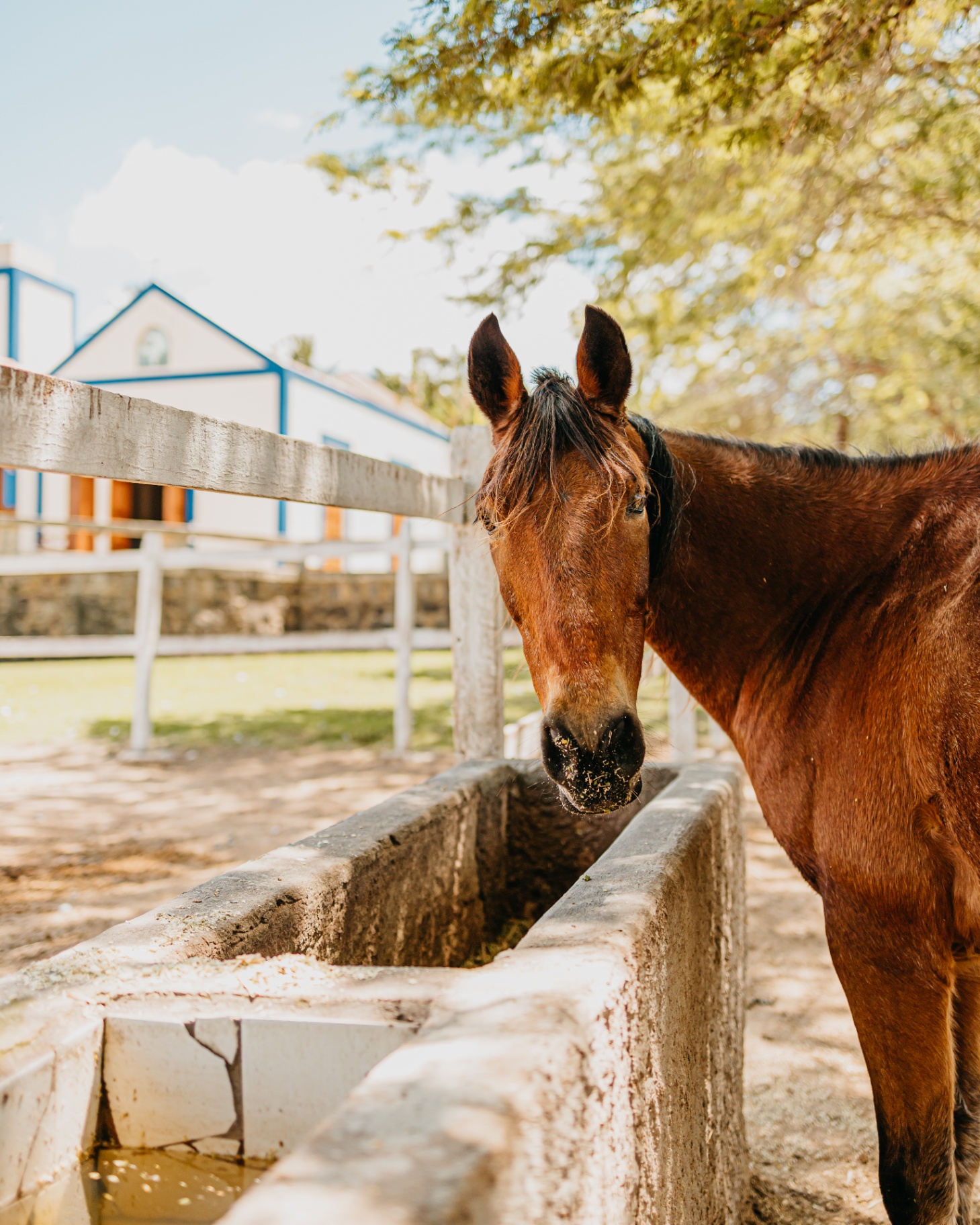 Cavalo marrom no curral